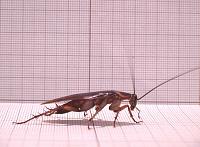 اضغط على الصورة لعرض أكبر. 

الإسم:	cockroach.jpg 
مشاهدات:	164 
الحجم:	71.7 كيلوبايت 
الهوية:	4732