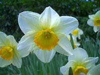 اضغط على الصورة لعرض أكبر. 

الإسم:	daffodil-9.jpg 
مشاهدات:	252 
الحجم:	38.4 كيلوبايت 
الهوية:	4167